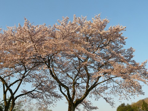 [桜]