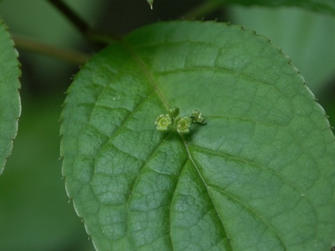 [Helwingia japonica]