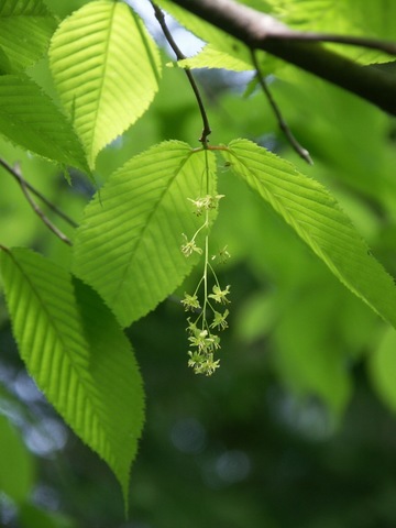 [Acer carpinifolium]