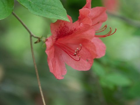 [Rhododendron obtusum var. kaempferi]