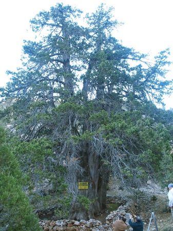 [Juniperus foetidissima]