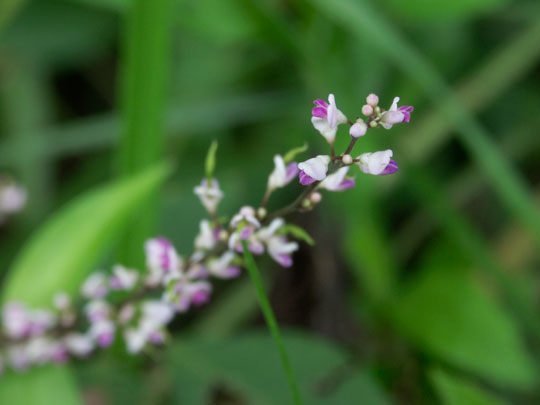 Desmodium podocarpum DC. subsp. oxyphyllum (DC.) Ohashi