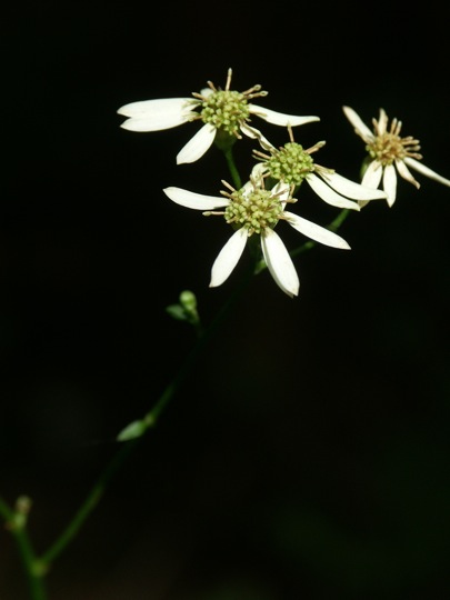 Aster scaber Thunb.