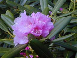 [Rhododendron degronianum var. heptamerum]